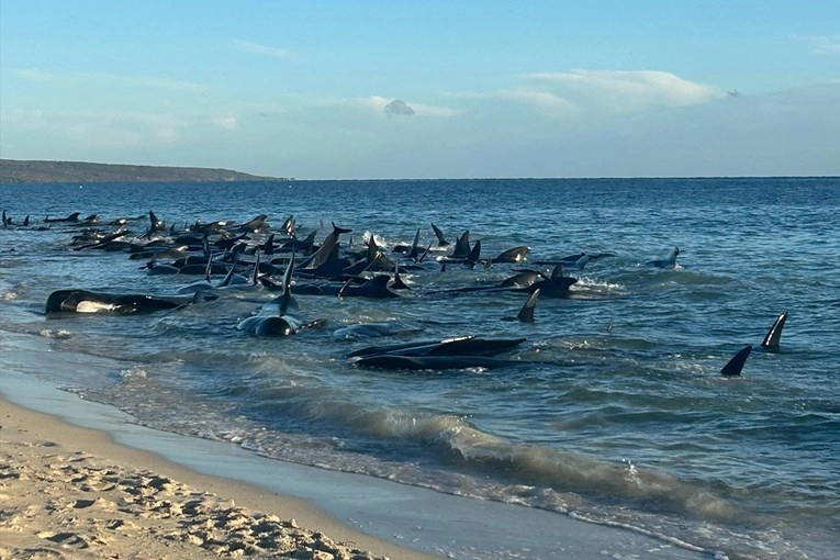 Više od 100 kitova nasukalo se na australskoj obali, neki su već uginuli